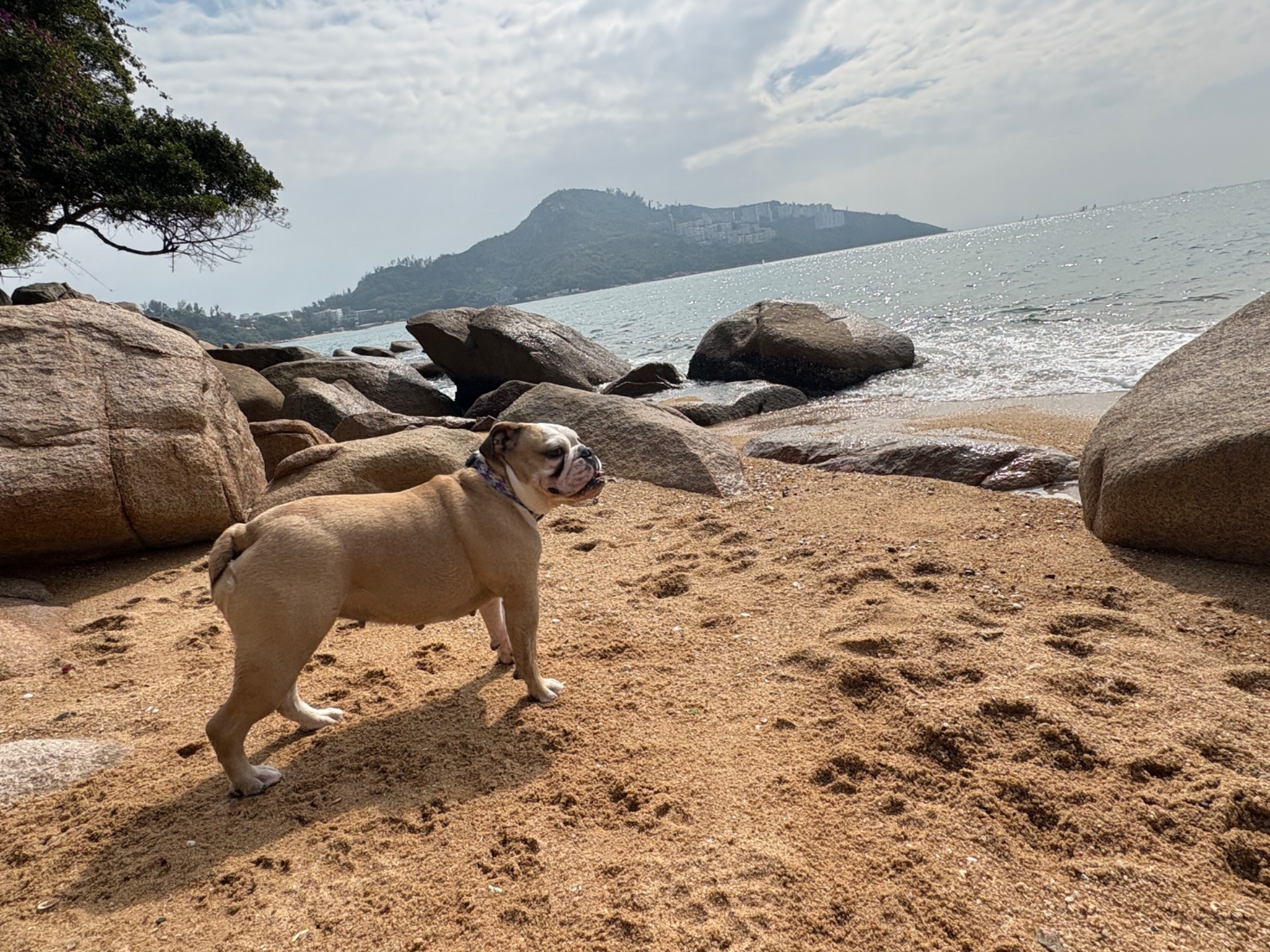 A snub nosed bulldog on a beach in Hong Kong.