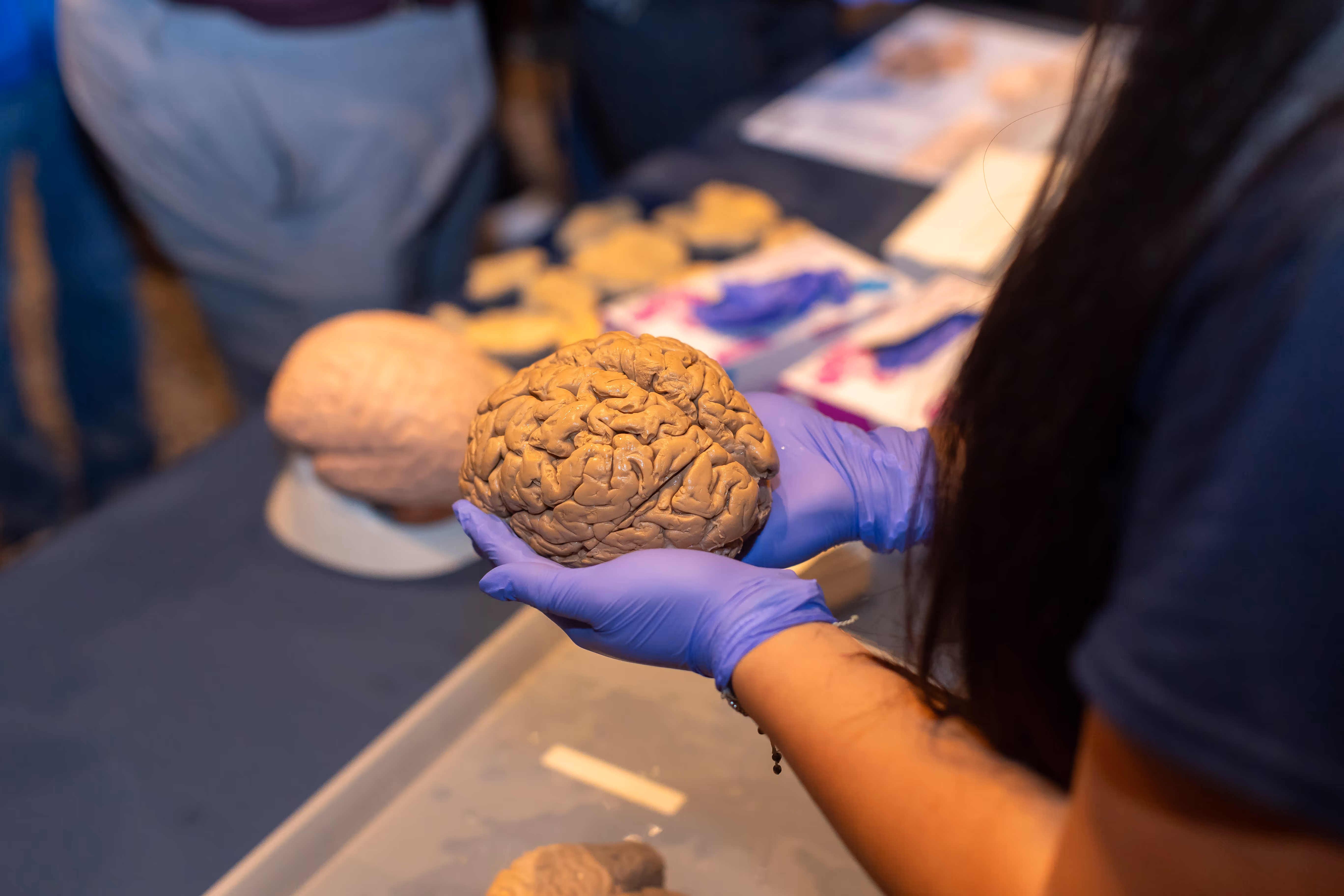 Student examining a real, preserved human brain during hands-on neuroscience education demonstration
