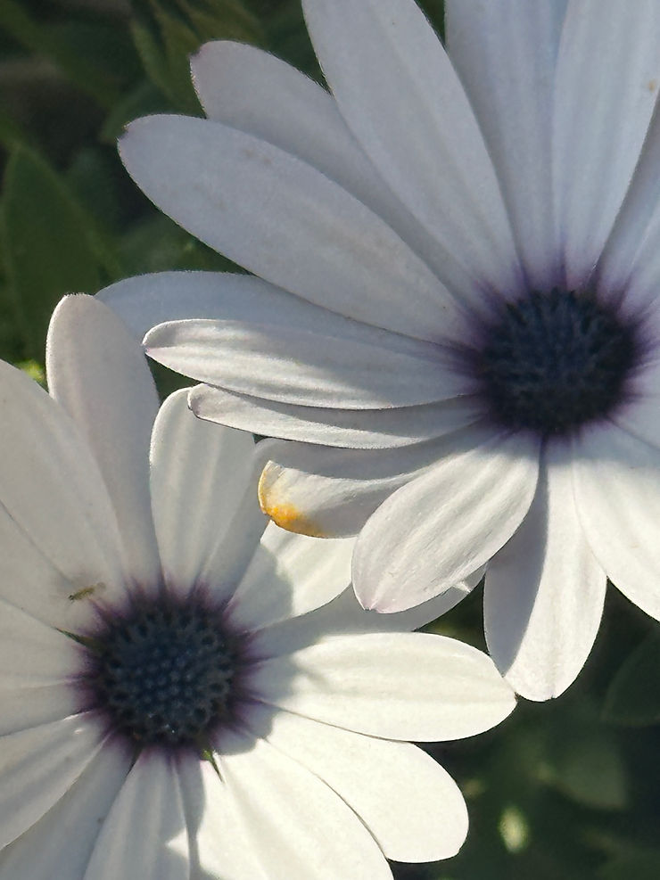 The beauty of flora in nature helps promote mental well-being.