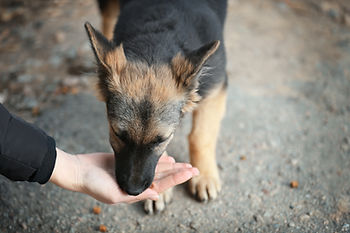 A German Shepherd puppy eats from a person's hand on a rocky ground. The dog is mostly black and brown. The scene is gentle and calm.