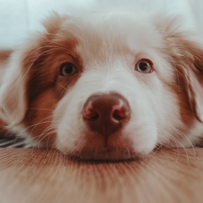 Agence marketing spécialisé dans le secteur animalier