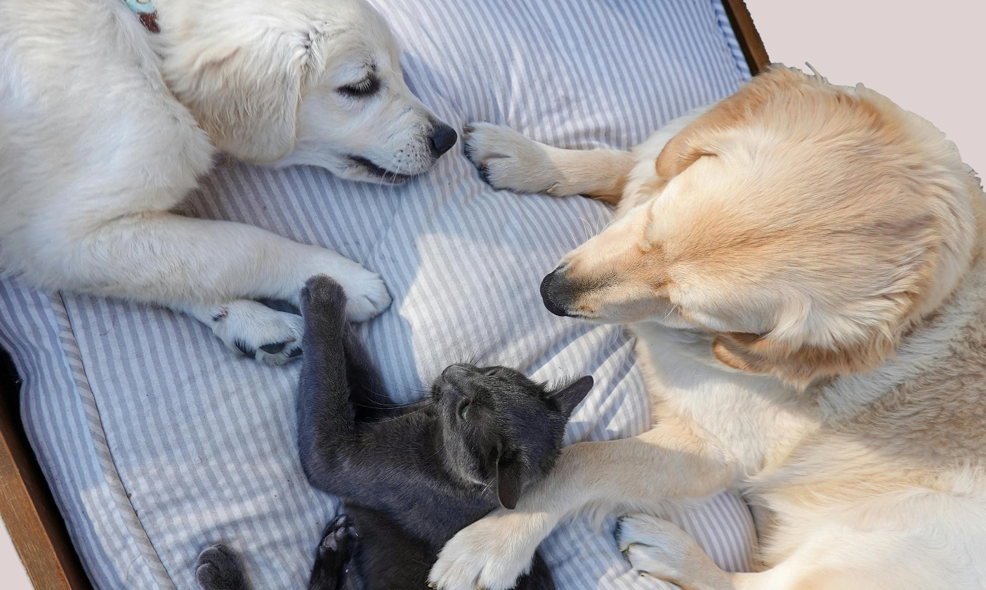 Common Pet Grooming Mistakes and How to Avoid Them