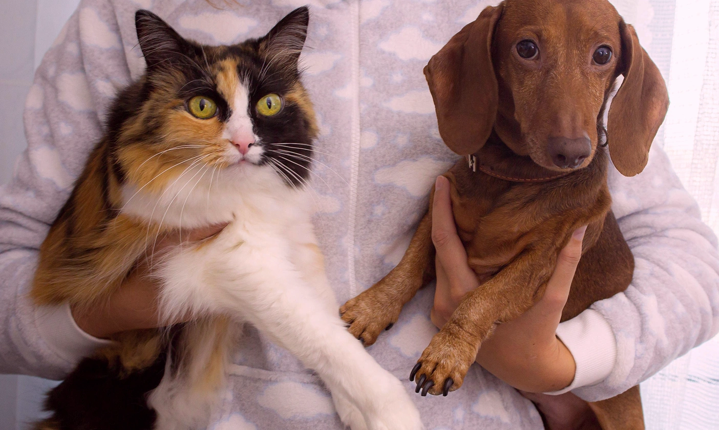 Top 10 Tips for Keeping Your Pet Healthy and Happy