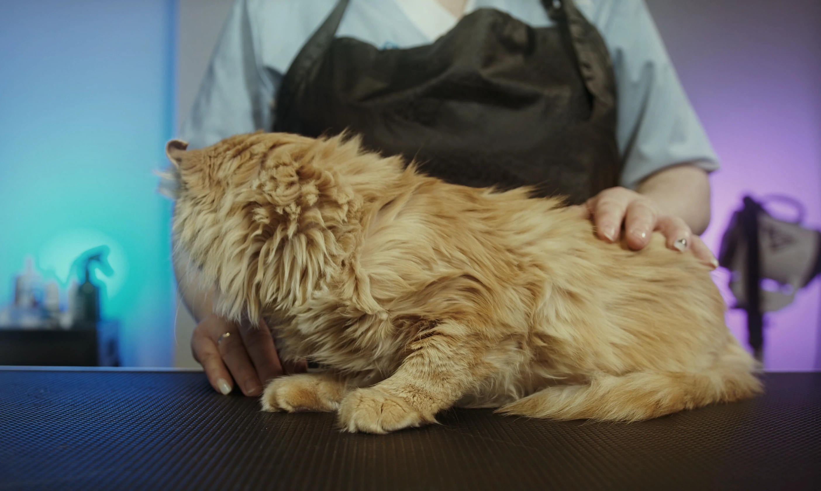Professional pet Grooming Services