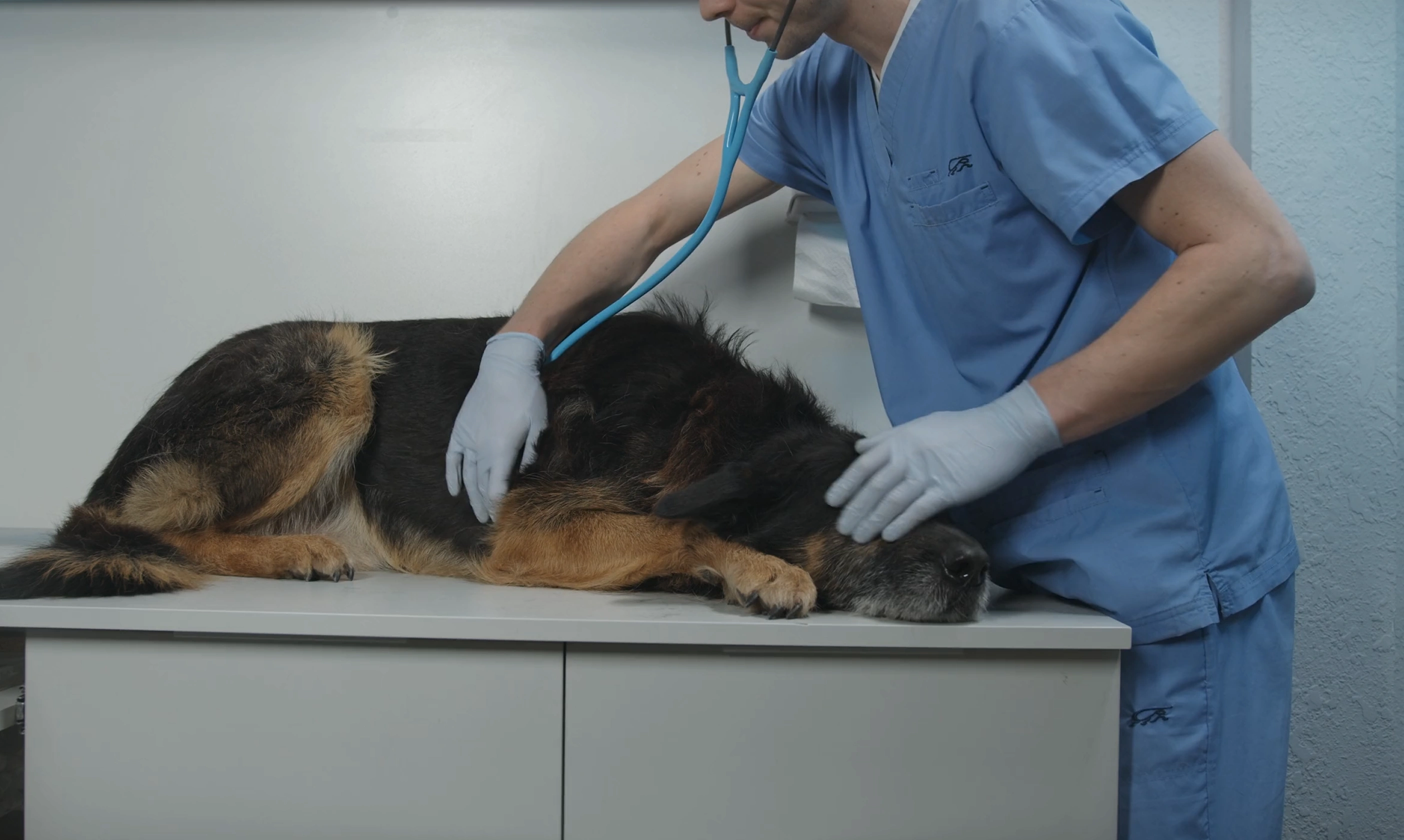 Veterinary Care Services