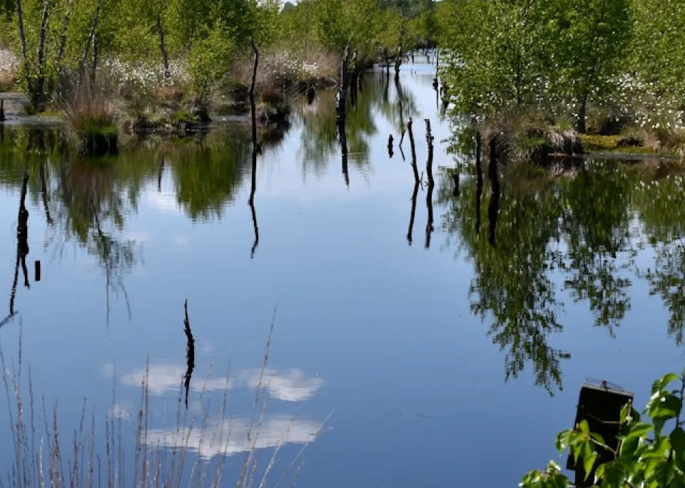 Calm wetland with trees reflected in water.