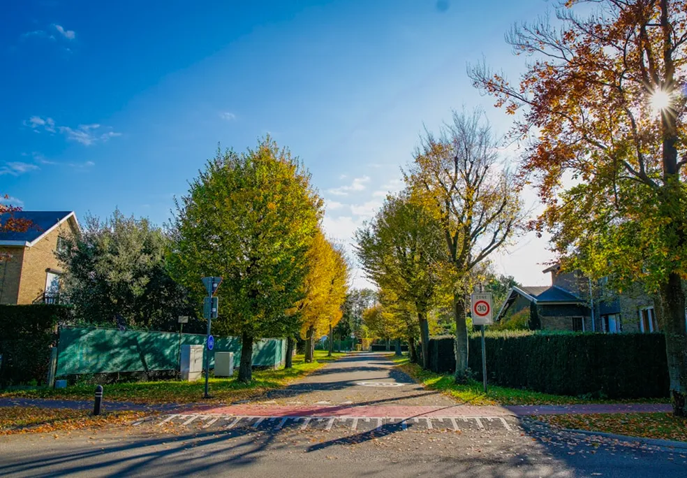 Residential street lined with autumn trees and houses.