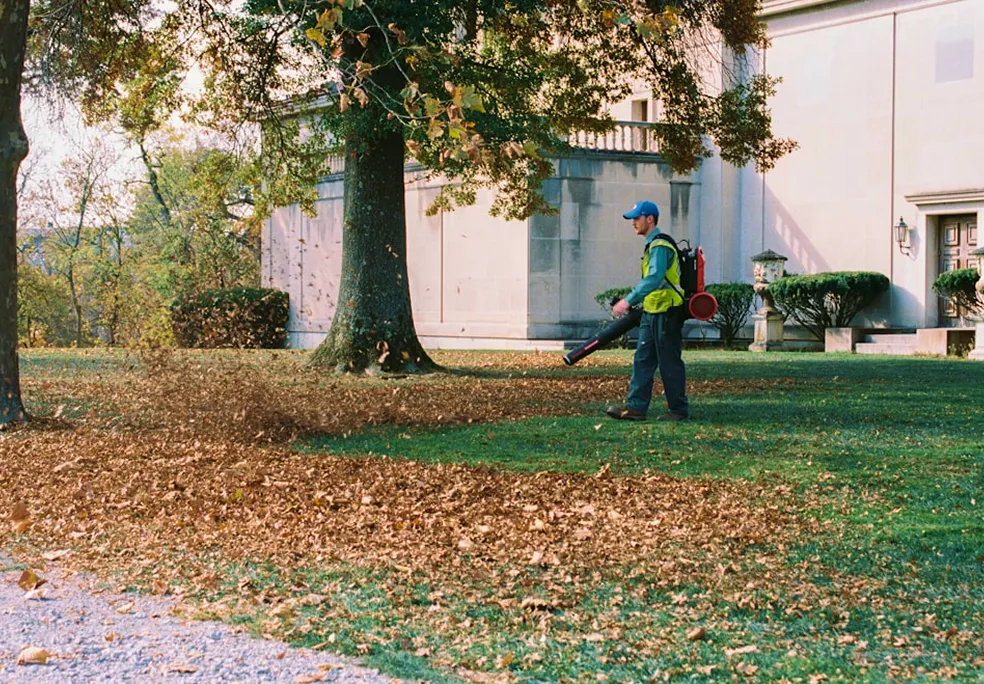 Worker using a leaf blower under a large tree.