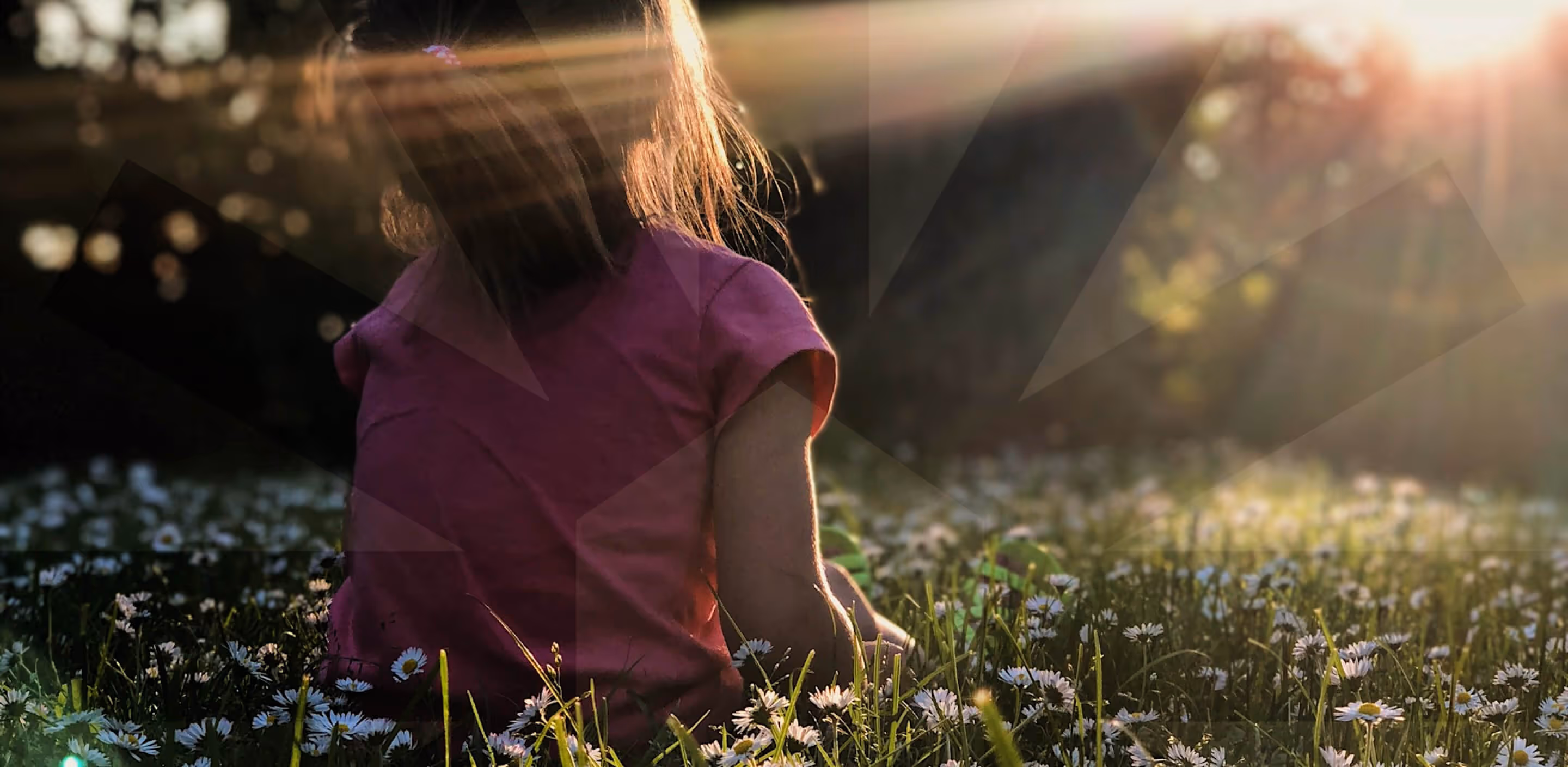 Une enfant assise dans un champ de marguerites au coucher du soleil, vue de dos.