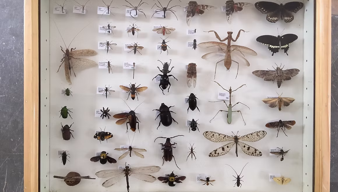 Insect Repository