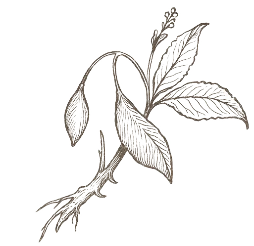 Planta iboga desenhada à mão