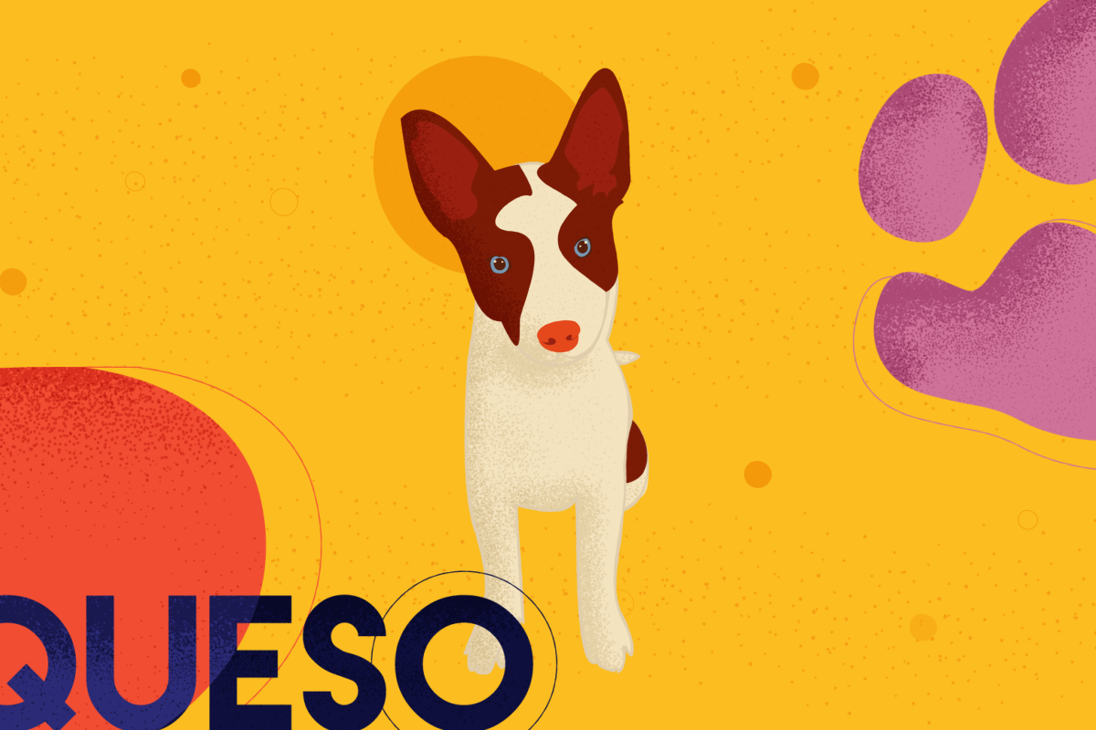 Illustration of my dog with his head slightly tilted.