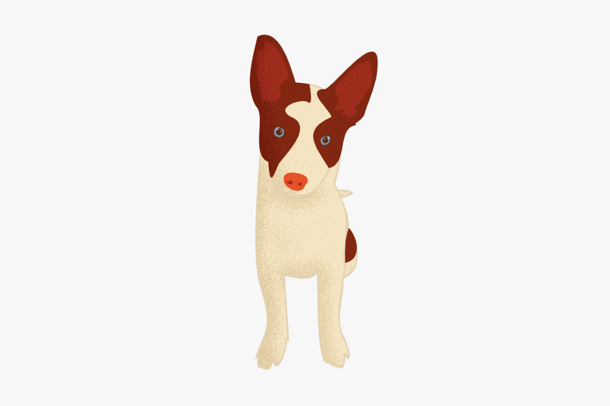 Illustration of my dog with his head slightly tilted.
