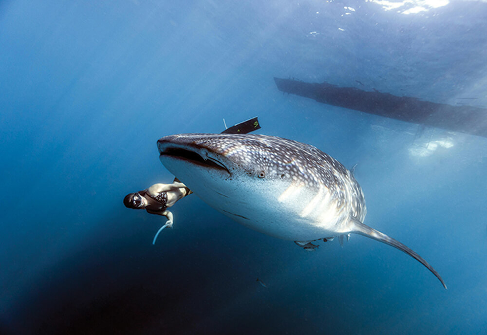 Persona buceando cerca de un tiburón ballena grande en aguas azules con un barco en la superficie.