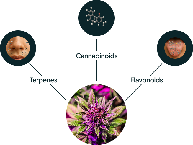 strongest weed the best choice