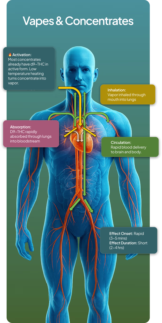 Vapes & Concentrates