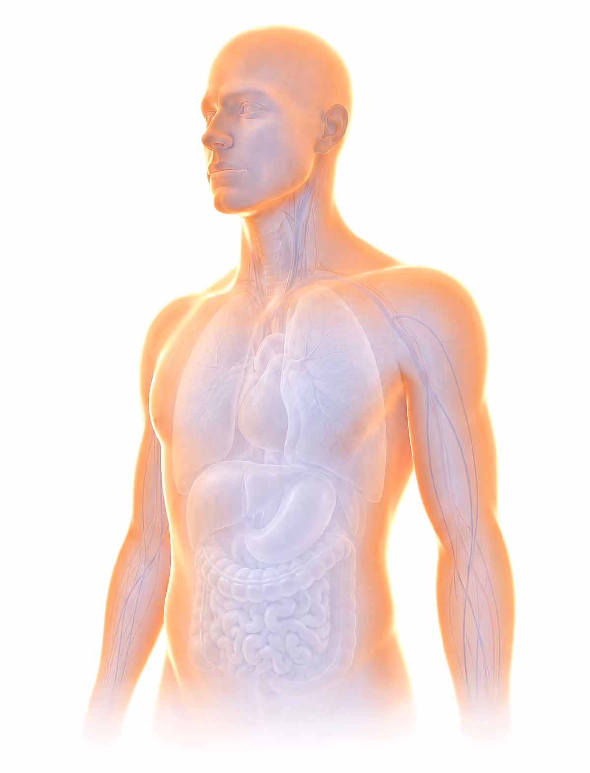 Topicals absorption