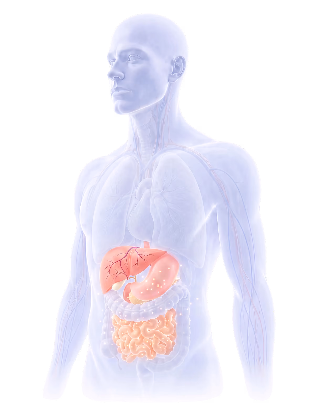 Edibles metabolism