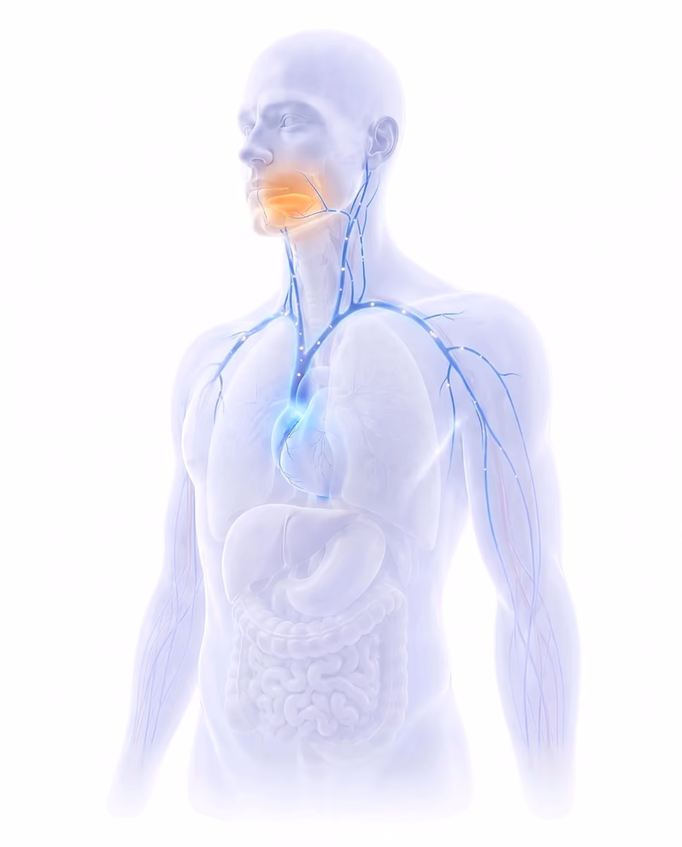 Tinctures absorption