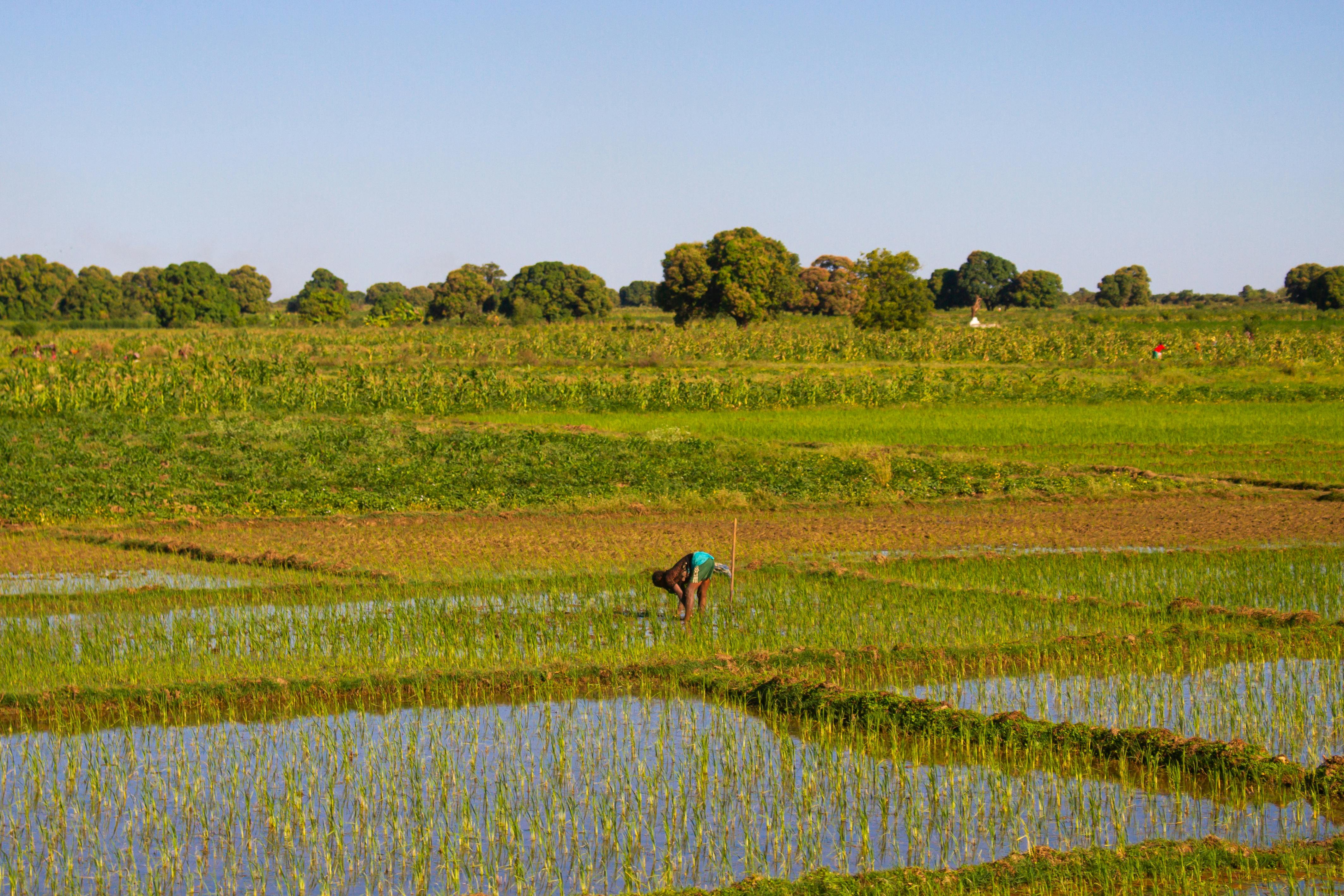 Person working bent over in a green rice paddy field with trees in the background under a clear sky.