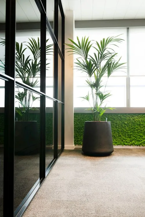 kantoorplant 1