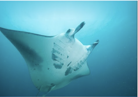 Dive footage before color correction