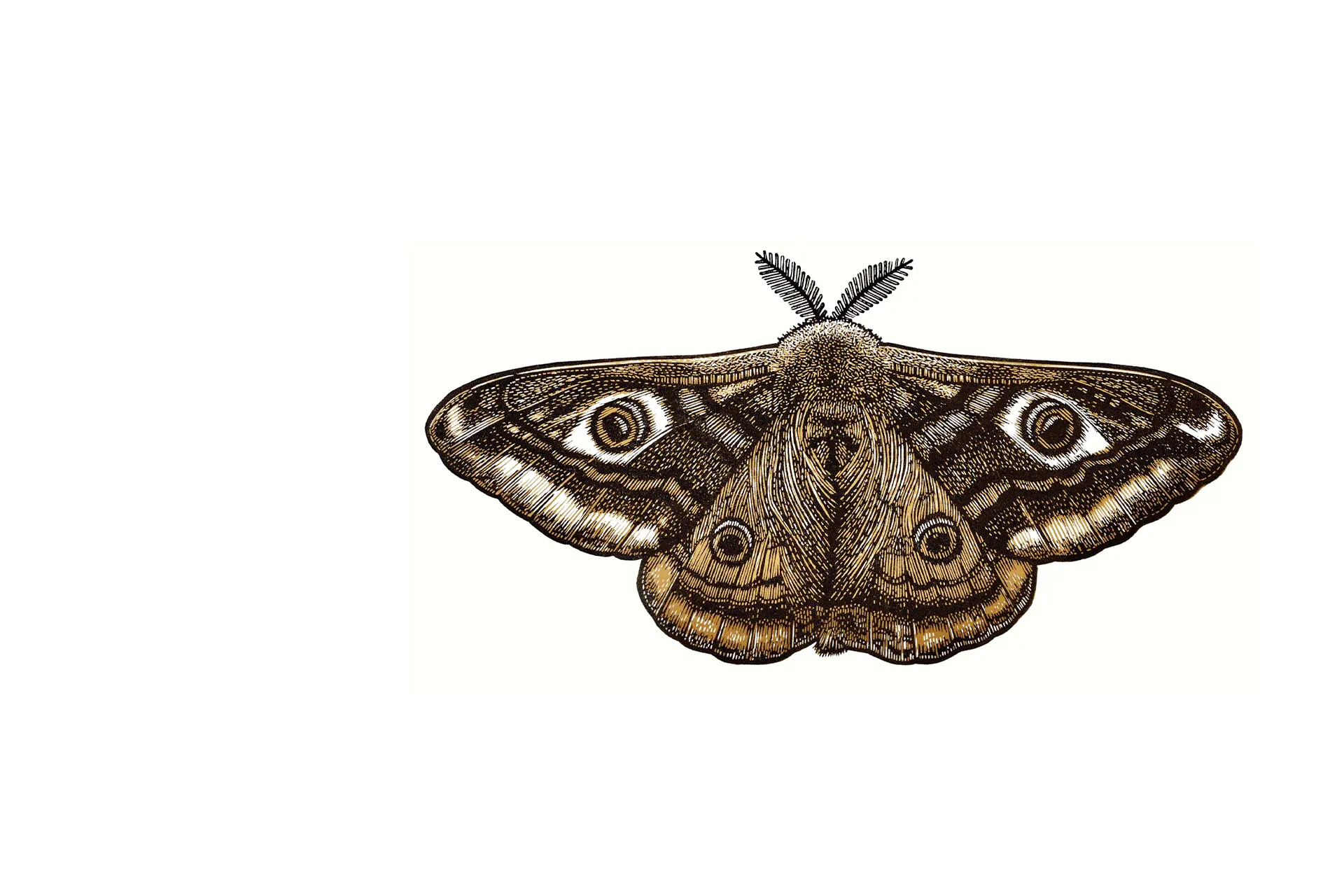 A linocut by Jillian Bain Christie of a moth with outstretched wings, its symmetrical eye-spots and feathered antennae built from intricate hand-cut lines.