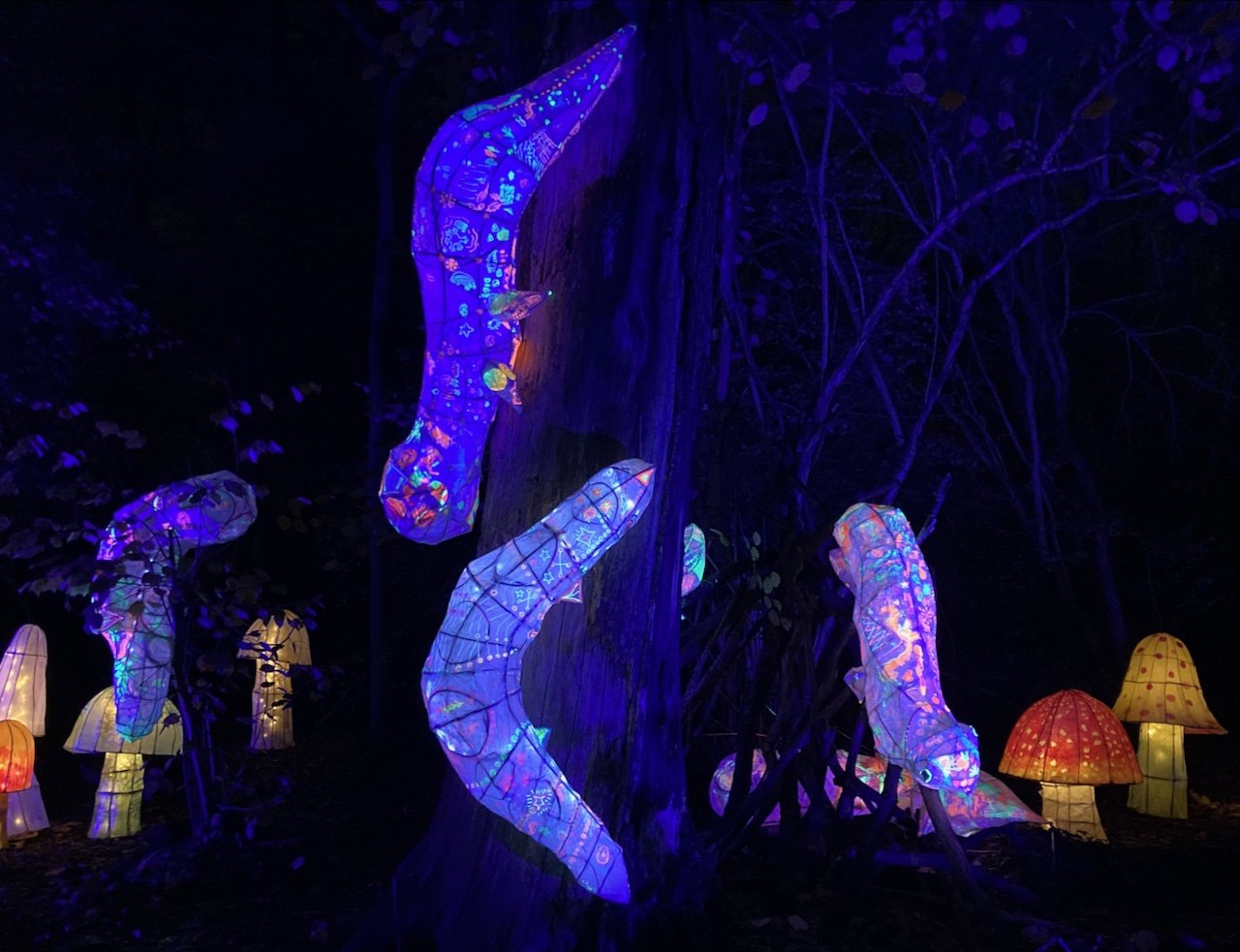 Illuminated willow lanterns glowing in woodland at night