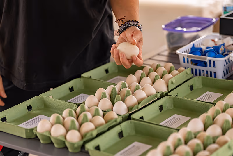 A vendor displays fresh local eggs at the Winnsboro Farmers Market, offering farm-to-table quality straight from East Texas producers. Support local farmers and enjoy naturally raised, hand-gathered eggs.