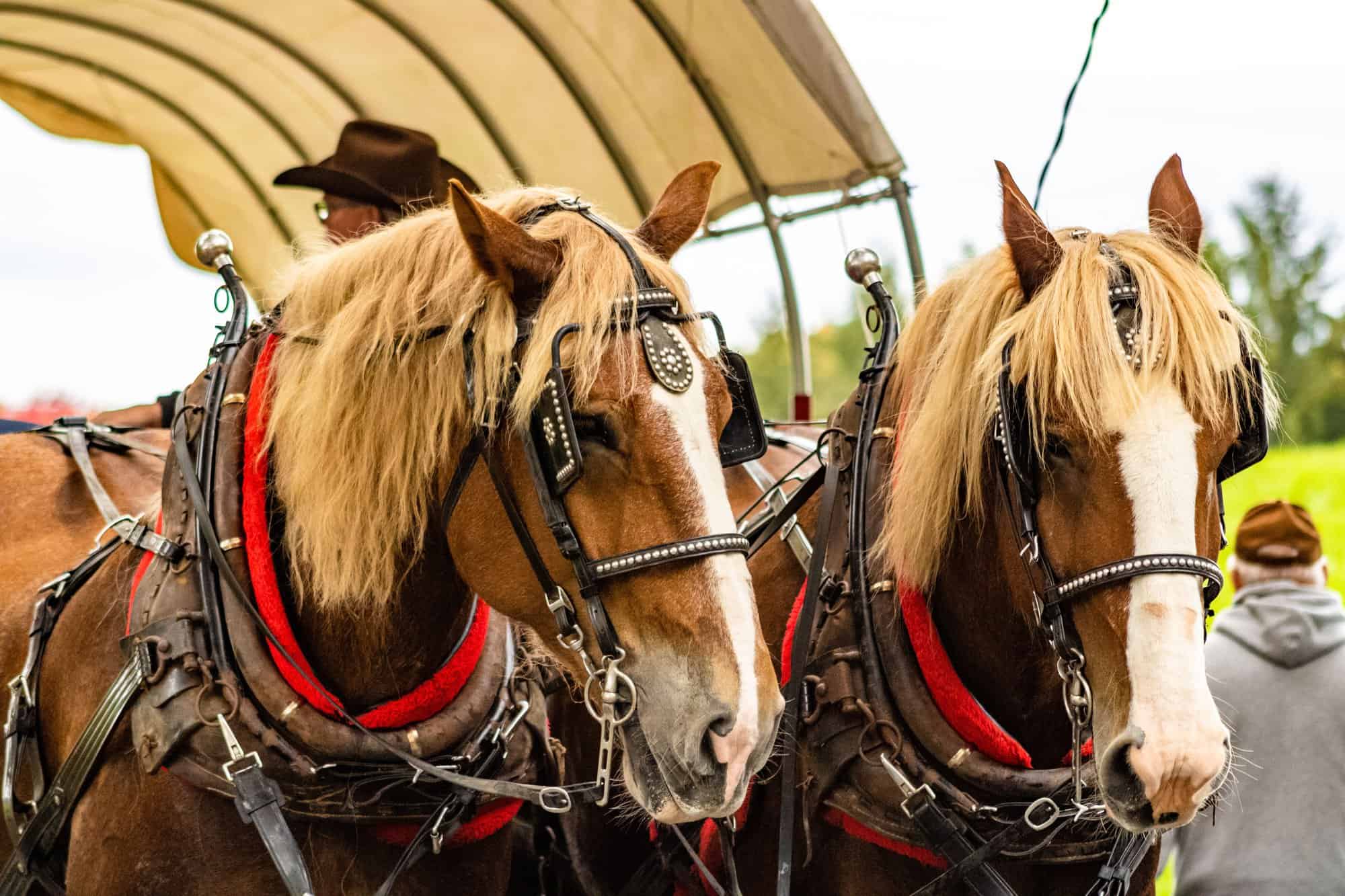 two cute horses pulling caravan