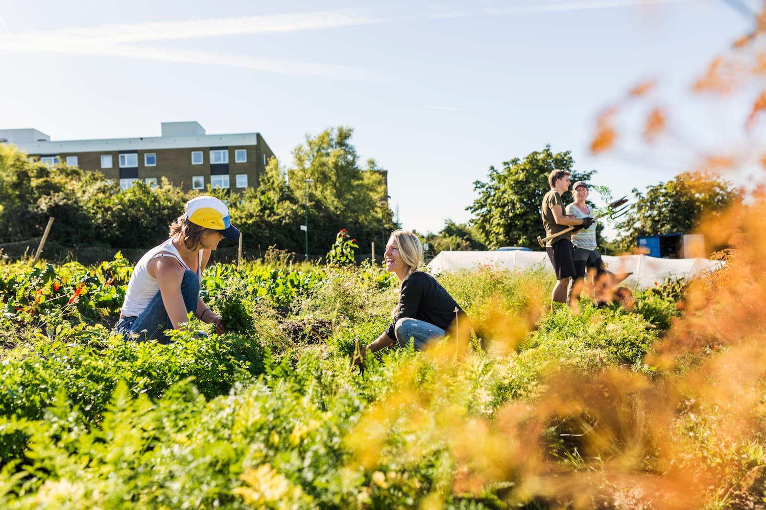 two people working together in the community garden