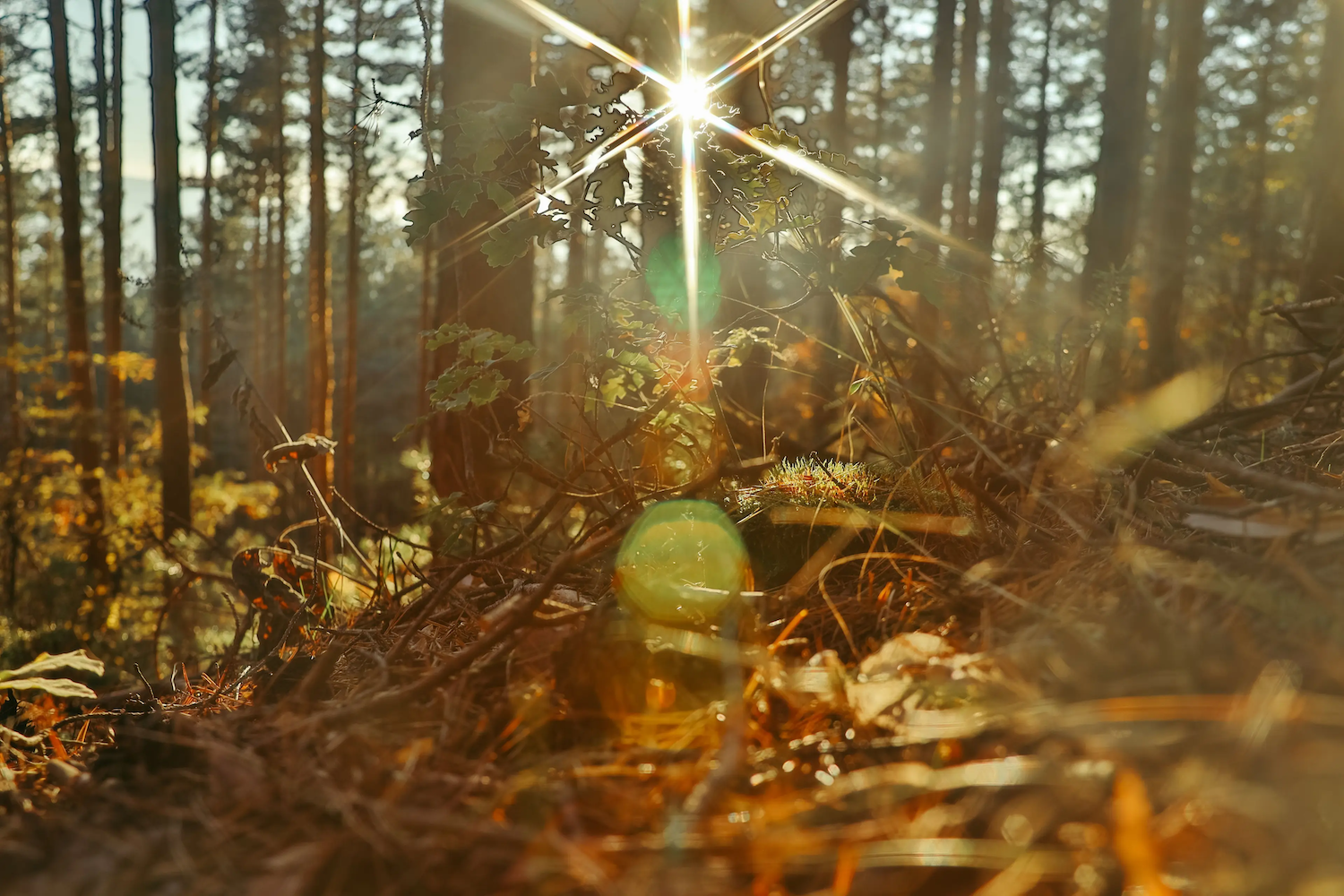 Sunlight streaming through trees in a forest, with warm golden tones illuminating leaves and undergrowth on the forest floor.