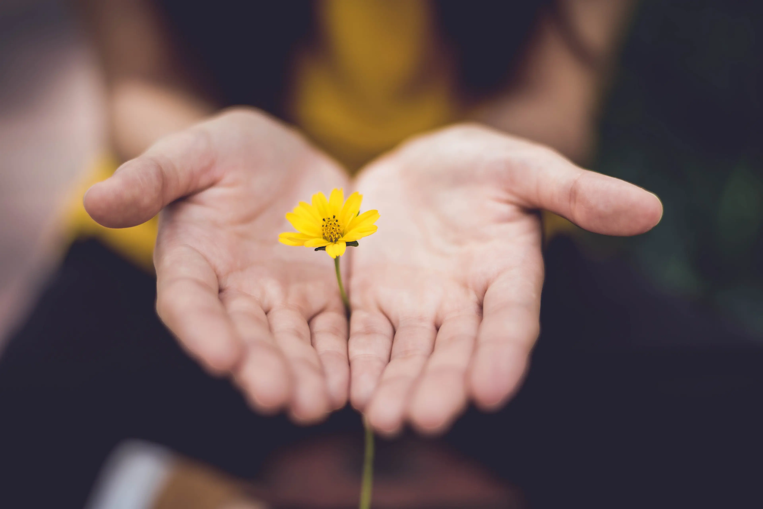 Person gently holding a small yellow flower in their open palms, with a soft blurred background creating a calm and peaceful atmosphere.