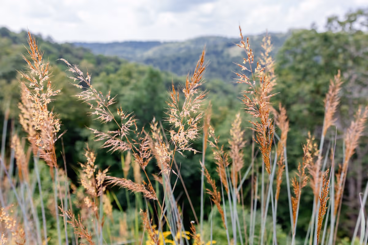 Indiangrass growing among forested hills