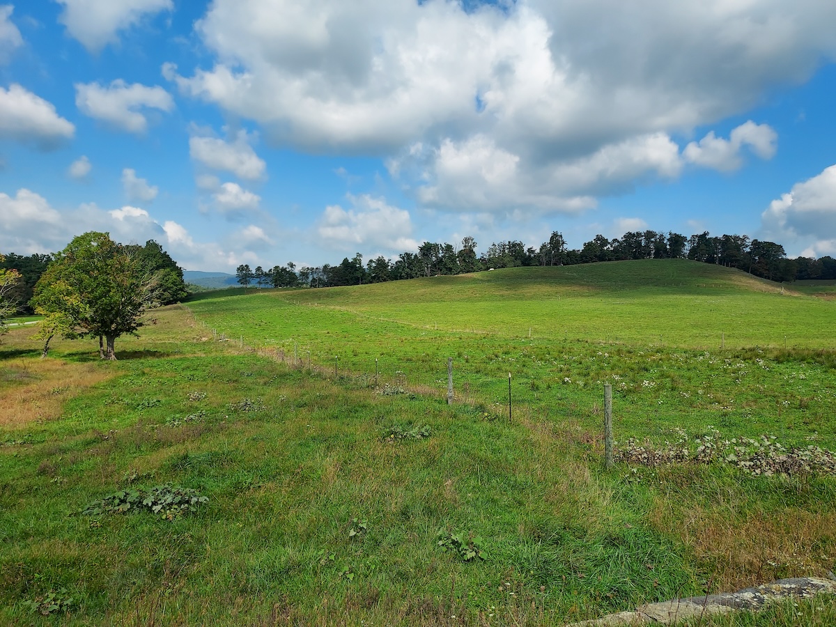 Grassy, rolling field with a tree line in the background