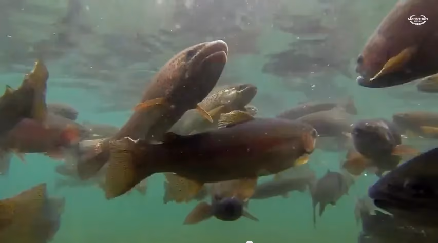 fish hatchery