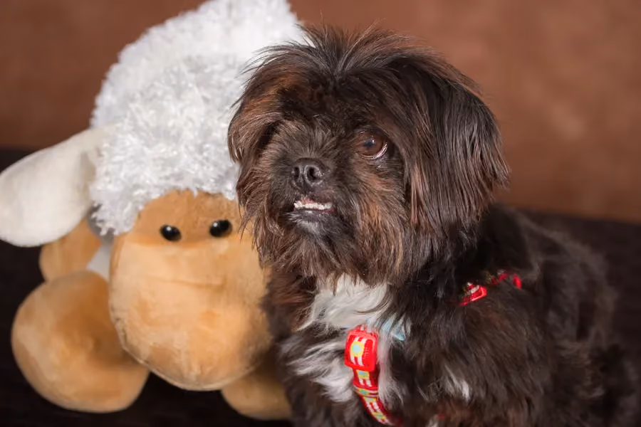 Randy, a Shih Tzu rescue from Memphis, TN