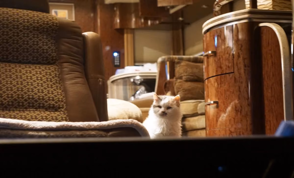 Meet Patches the Adventure Cat
