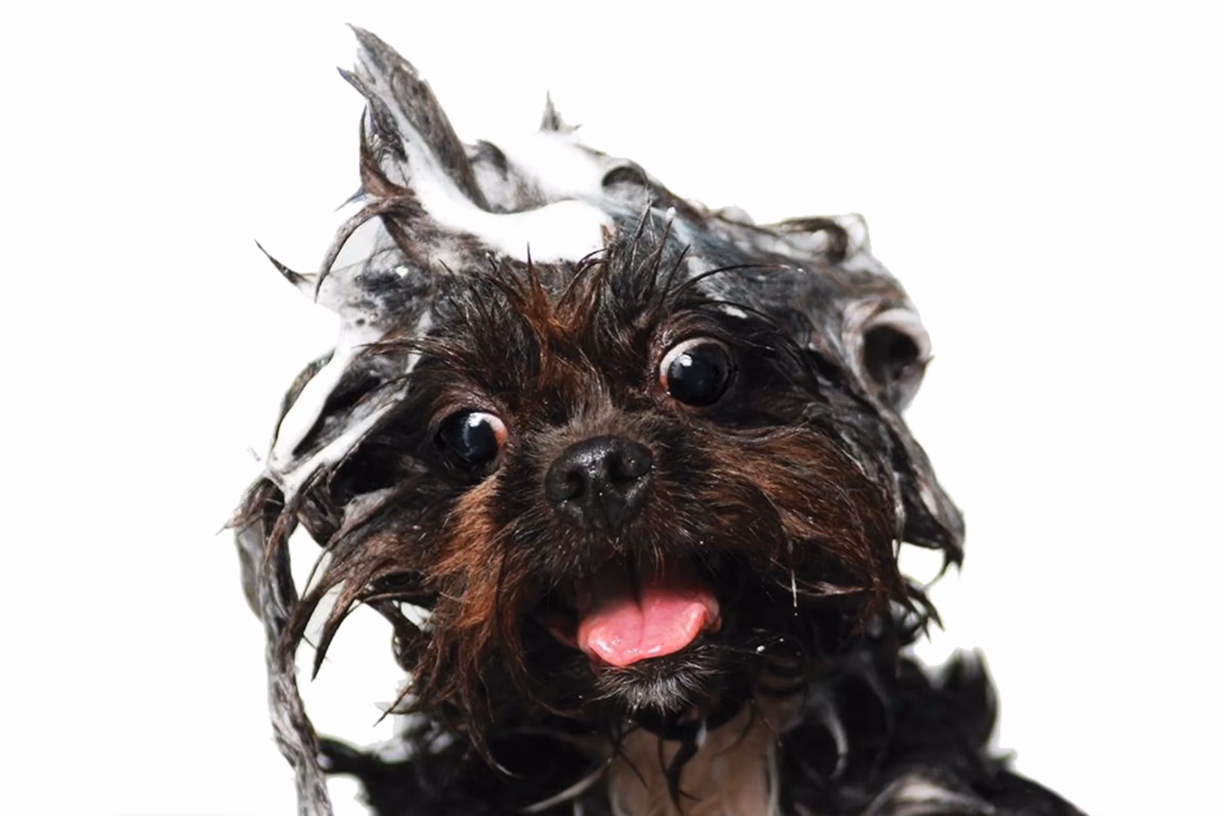 Pets of Marathon: Smile Making Machines