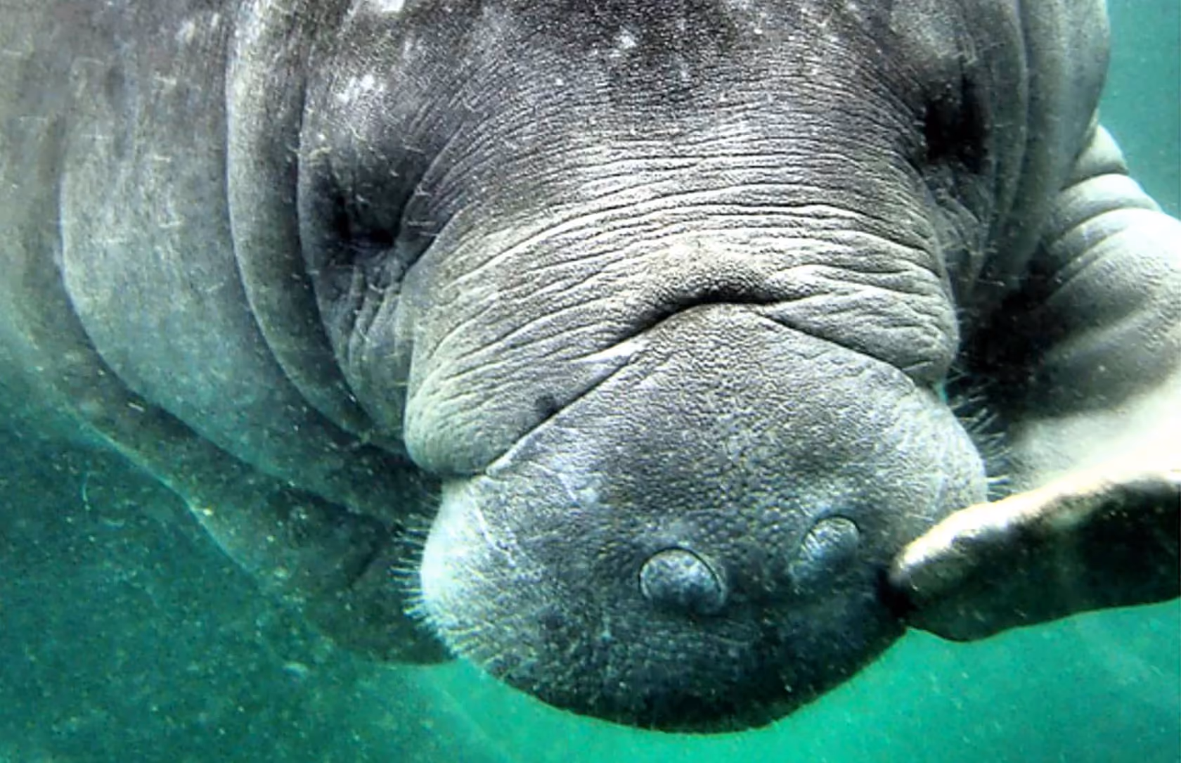 A Manatee in an aquarium