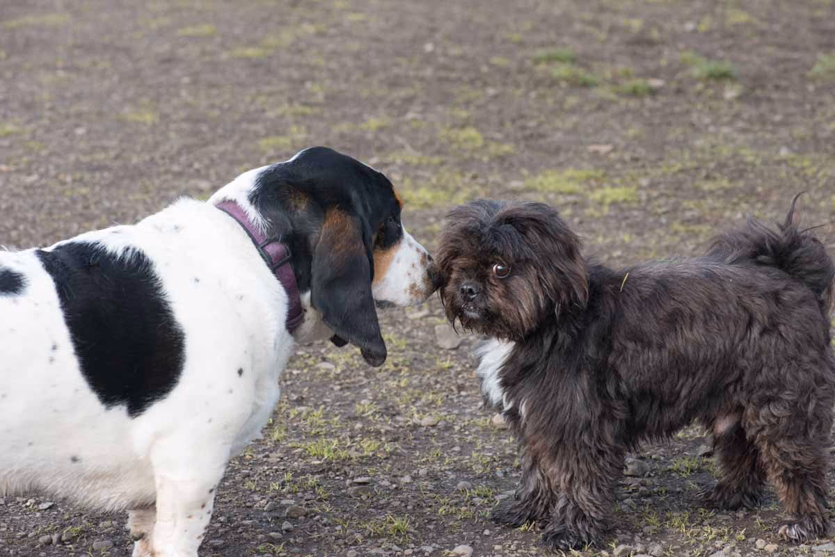 Visiting Marathon Oregon with Your Pet? Check Out Some Area Dog Parks!