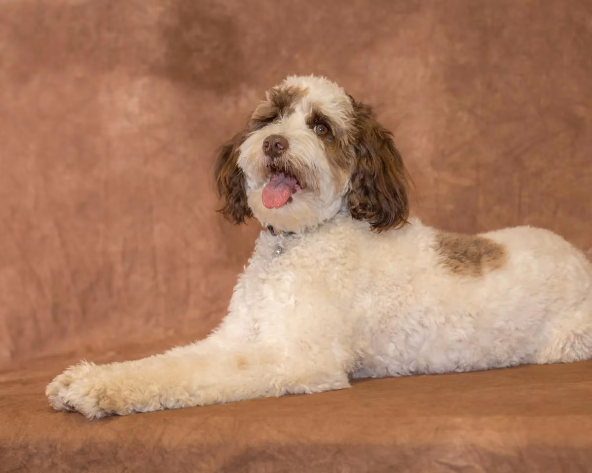Mattie the dog-76