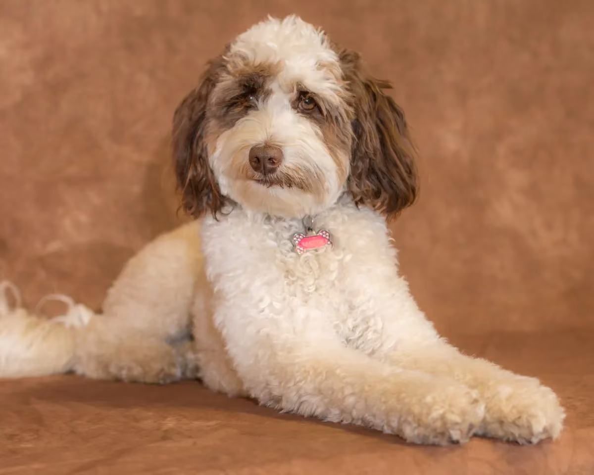 Mattie the dog-72