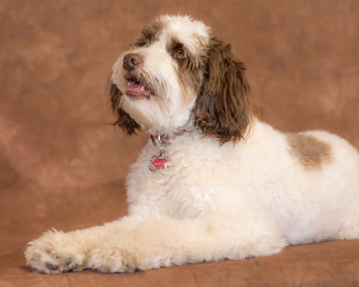 Mattie the dog-69
