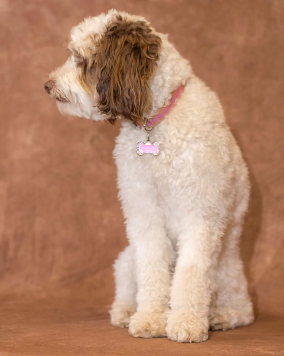 Mattie the dog-62