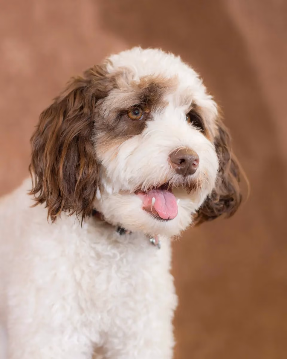 Mattie the dog-41