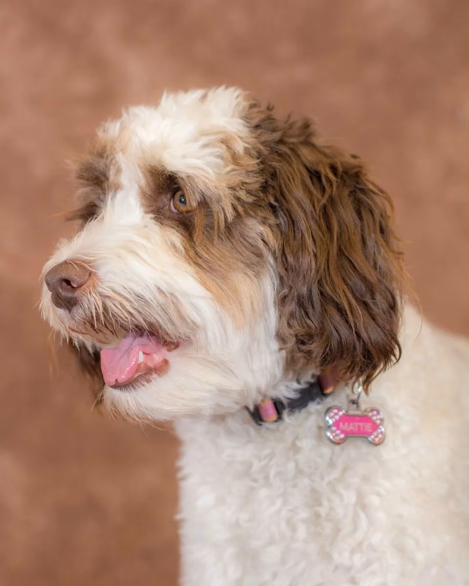 Mattie the dog-37