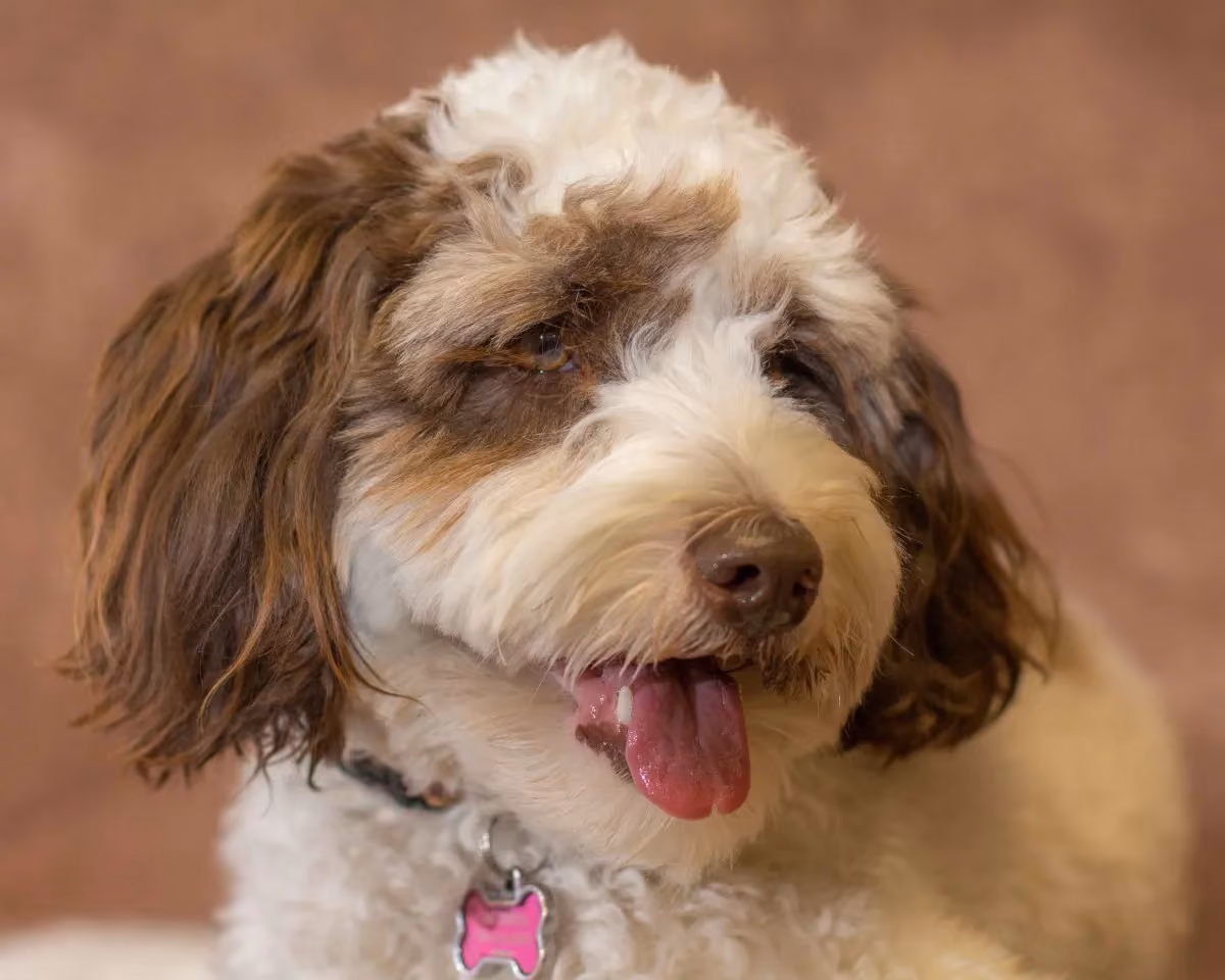 Mattie the dog-68