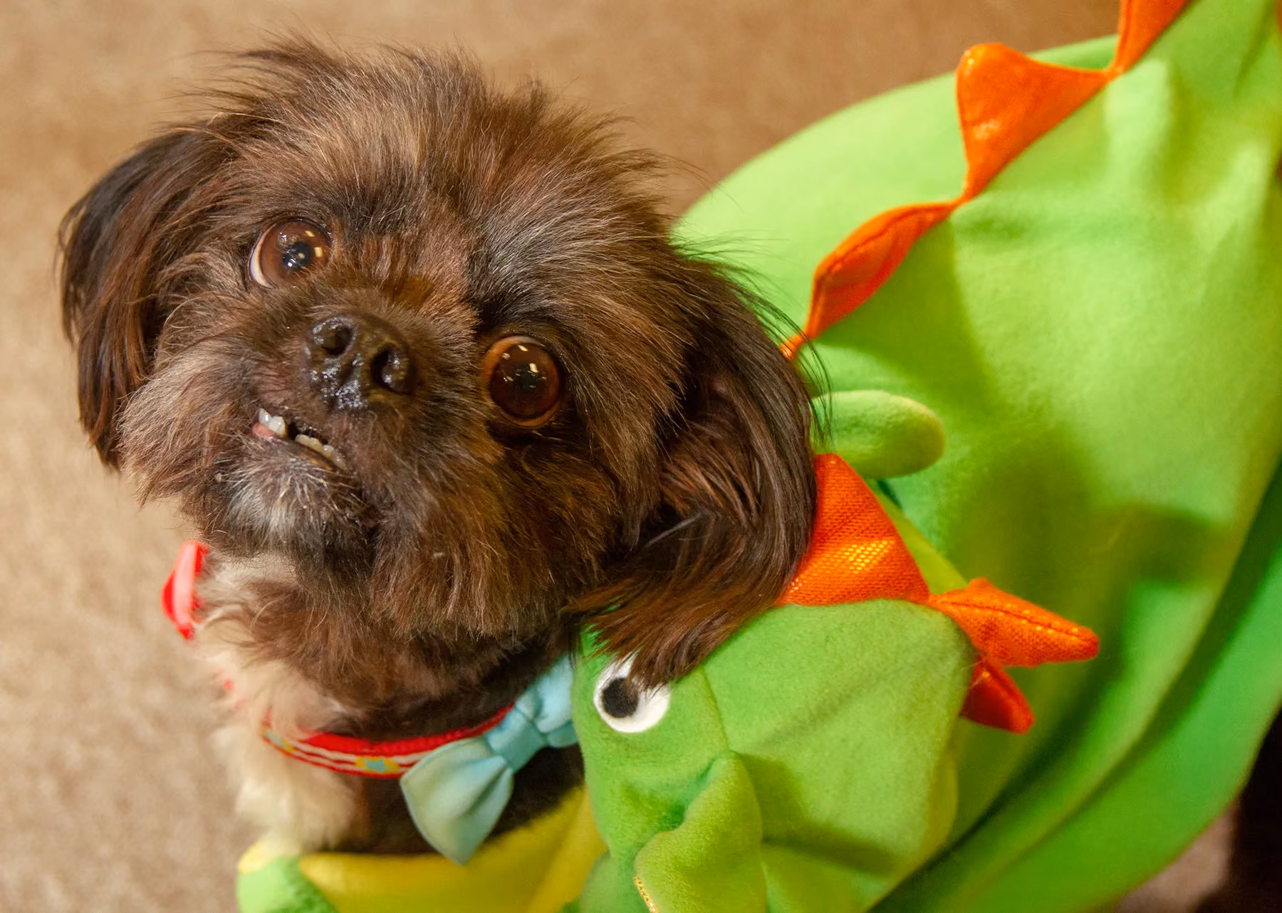 Randy, a Shih Tzu rescue from Memphis, TN