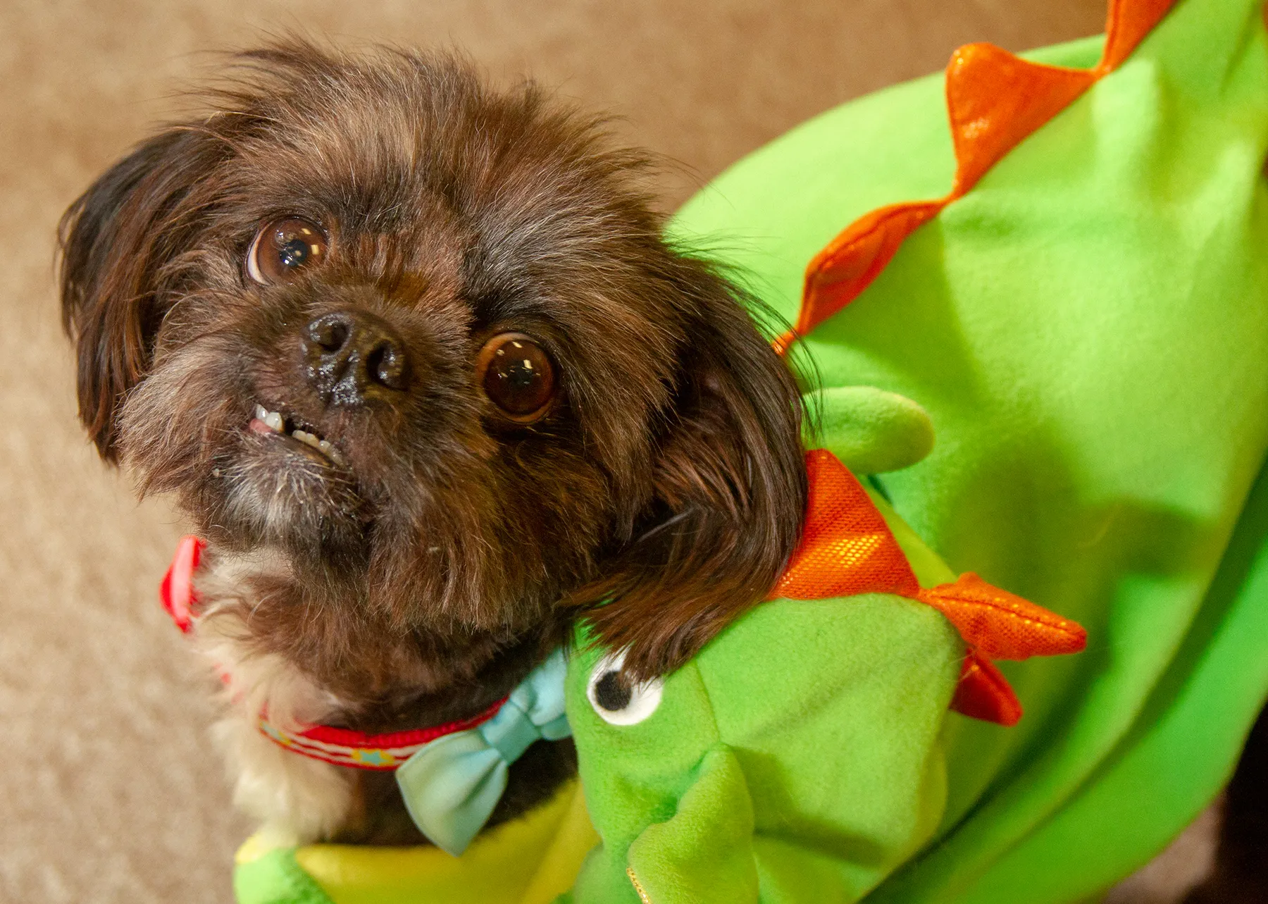 Randy, a Shih Tzu rescue from Memphis, TN